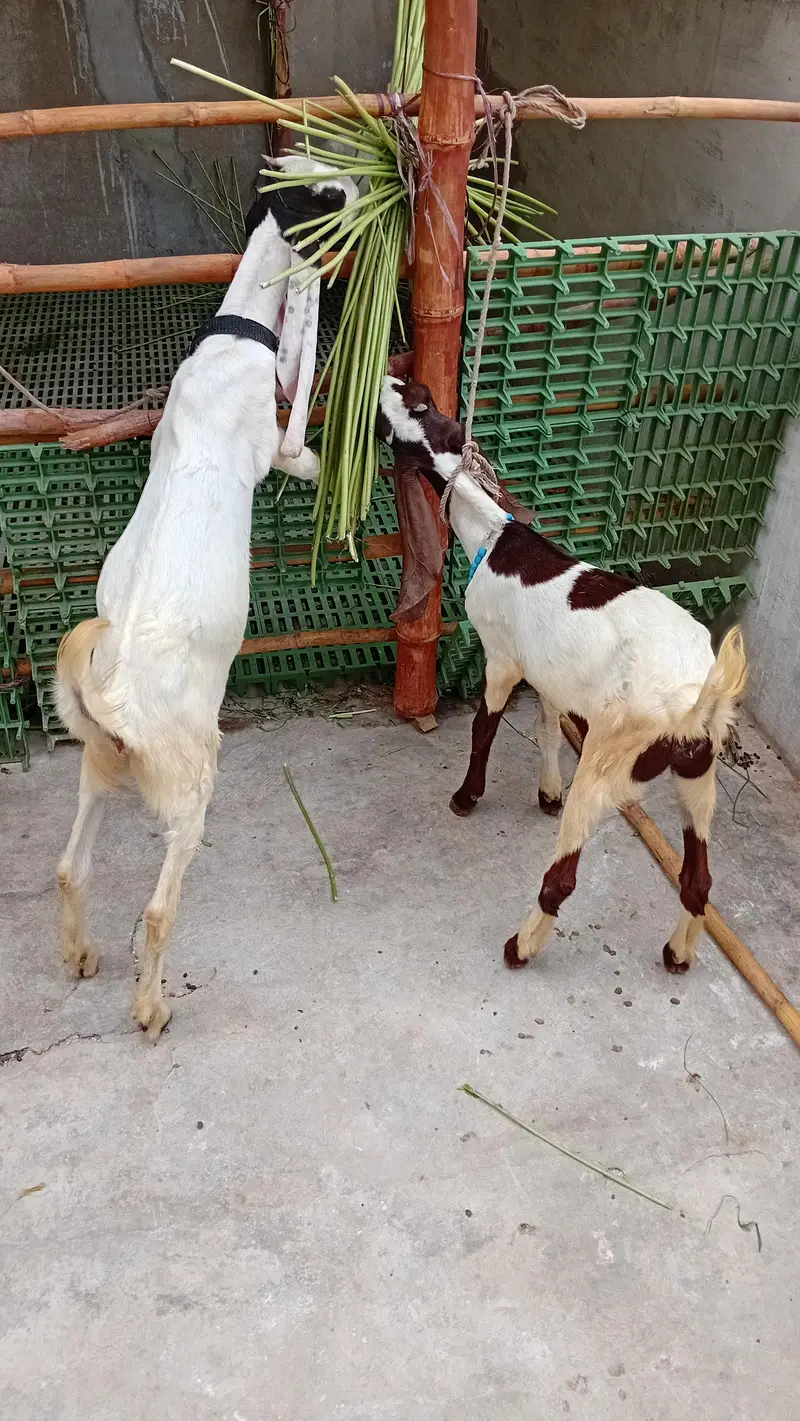 Healthy Goat with Two Female Kids Available for Sale — Karachi — photo 7