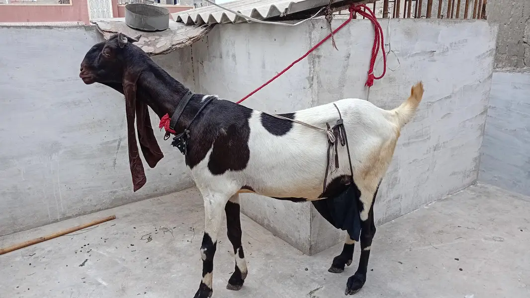 Healthy Goat with Two Female Kids Available for Sale — Karachi — photo 8