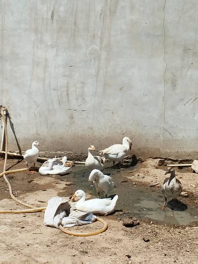 7 ducks male and female for sale 3500 per piece