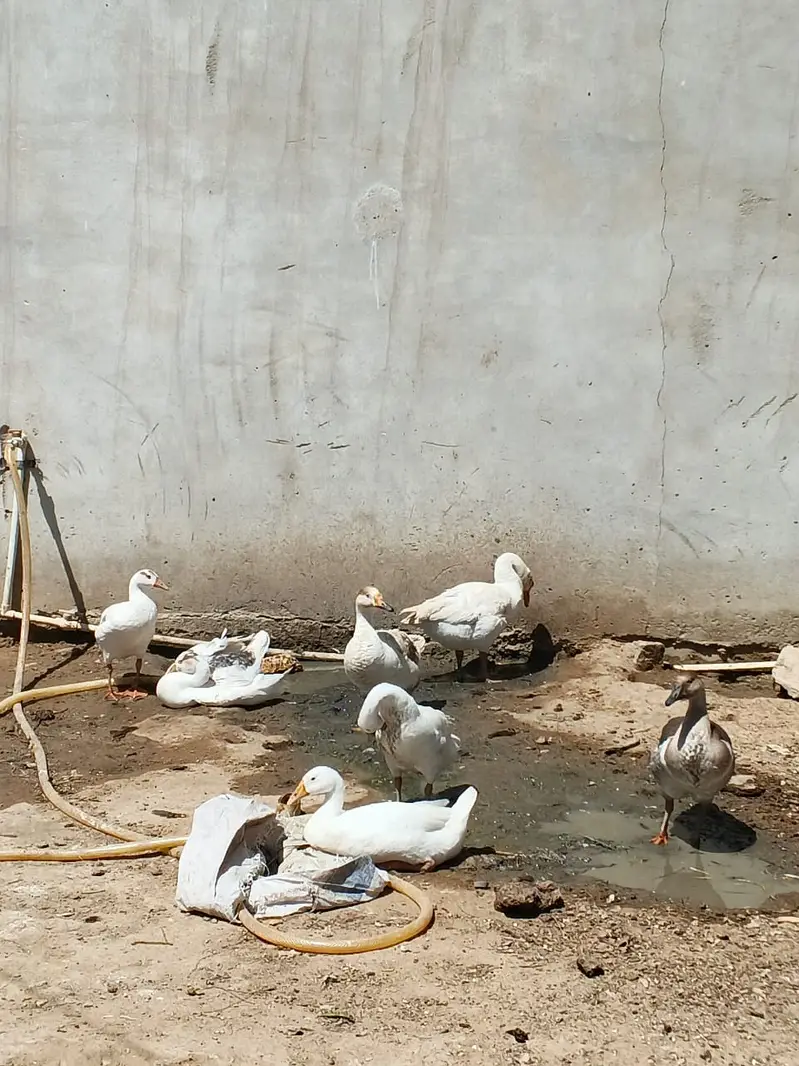 7 ducks male and female for sale 3500 per piece