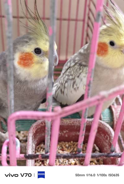 cocktail parrots sale