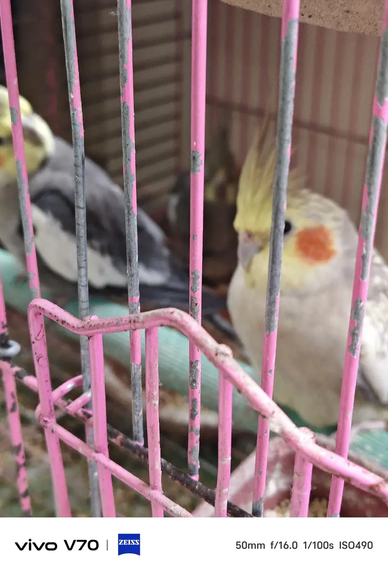 cocktail parrots sale — photo 2
