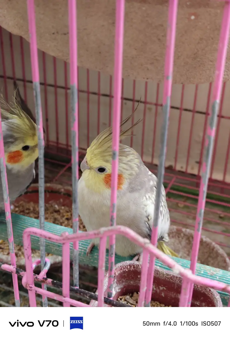 cocktail parrots sale — photo 3