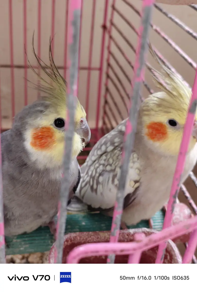 cocktail parrots sale — photo 4