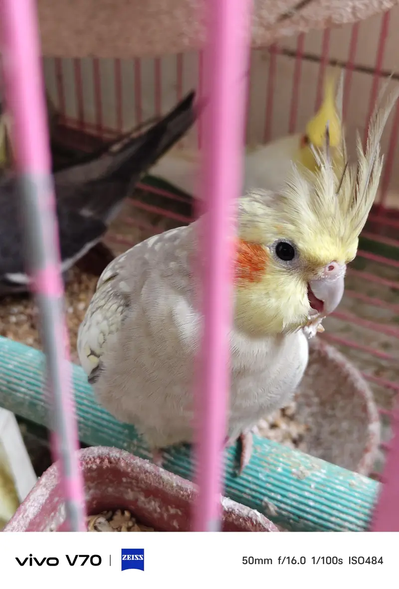 cocktail parrots sale — photo 5