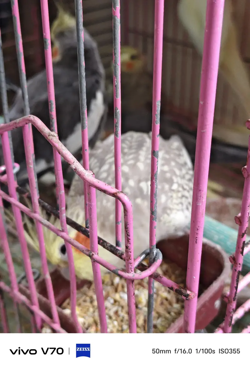 cocktail parrots sale — photo 6
