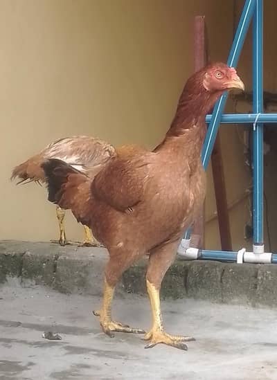pure aseel hen's