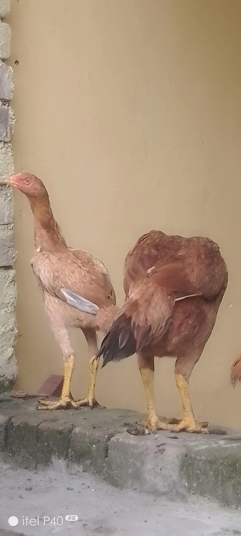 pure aseel hen's — photo 2