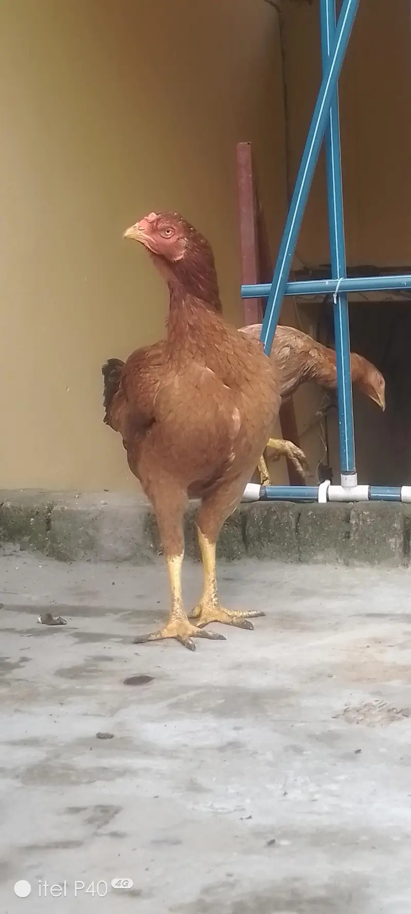 pure aseel hen's — photo 3