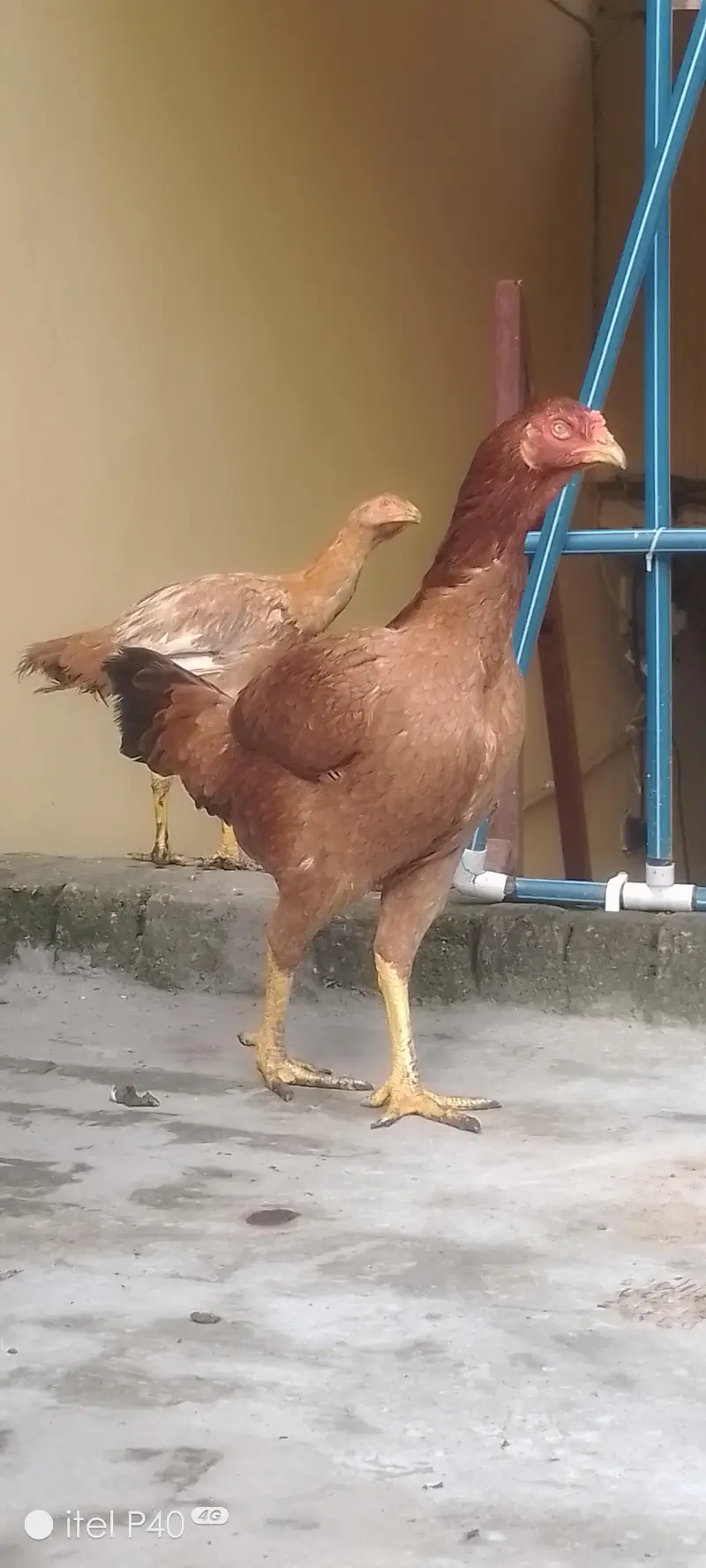 pure aseel hen's — photo 4