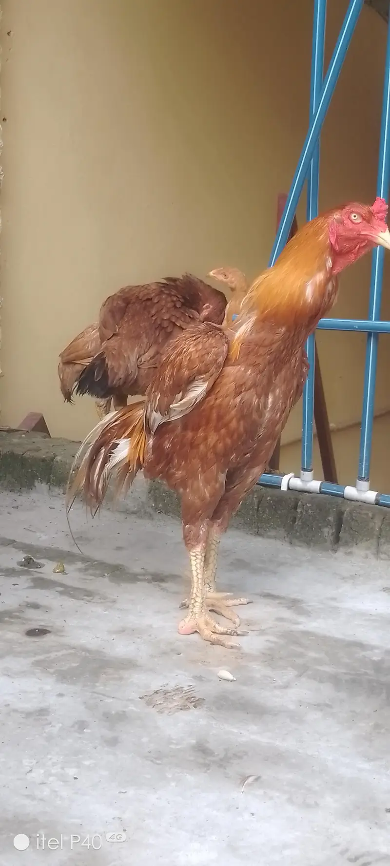 pure aseel hen's — photo 5