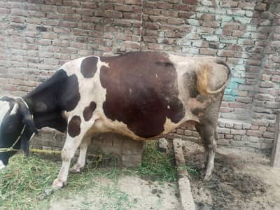 cow for sale