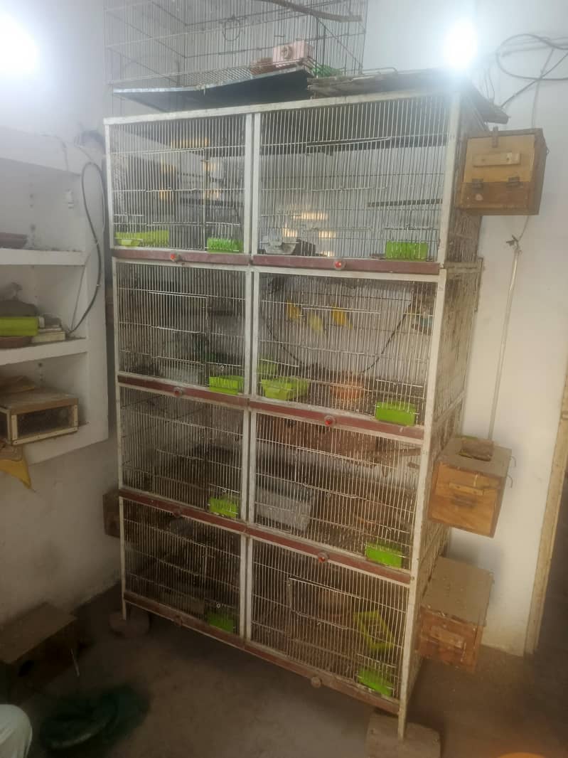 bird cage 1