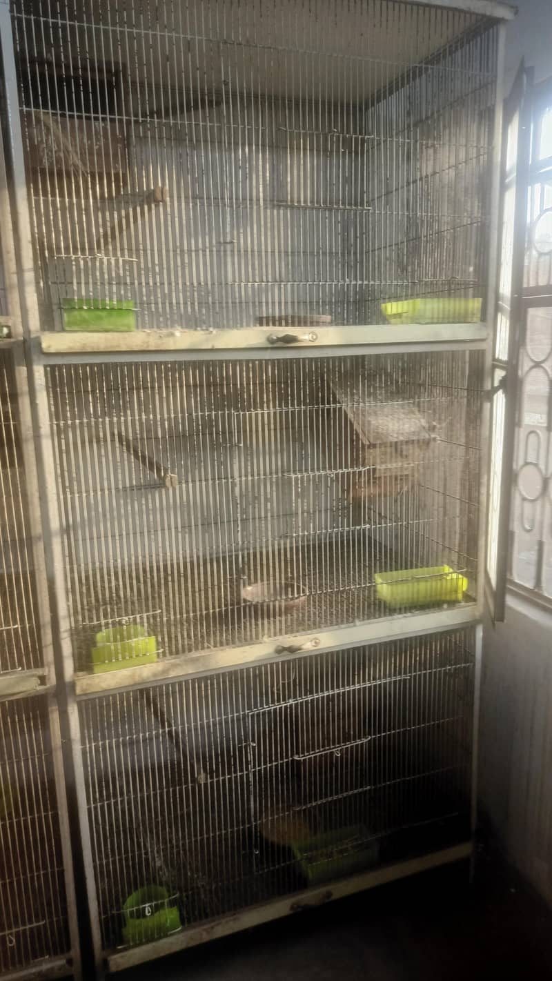 bird cage 2
