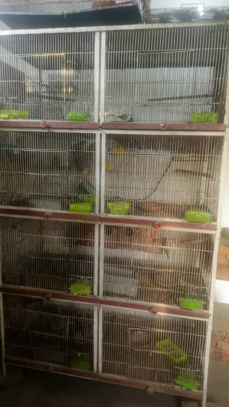 bird cage 3