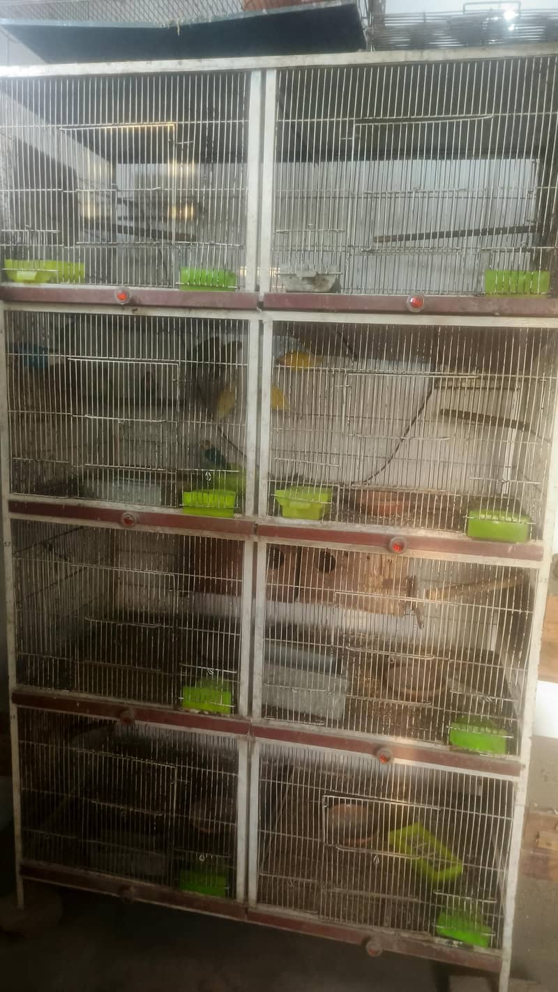 bird cage 4