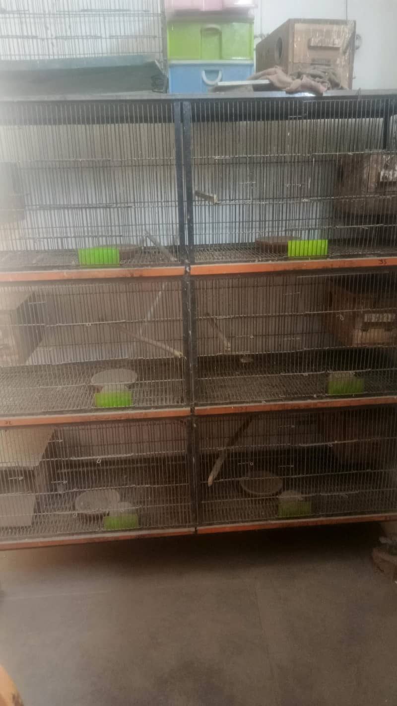 bird cage 5