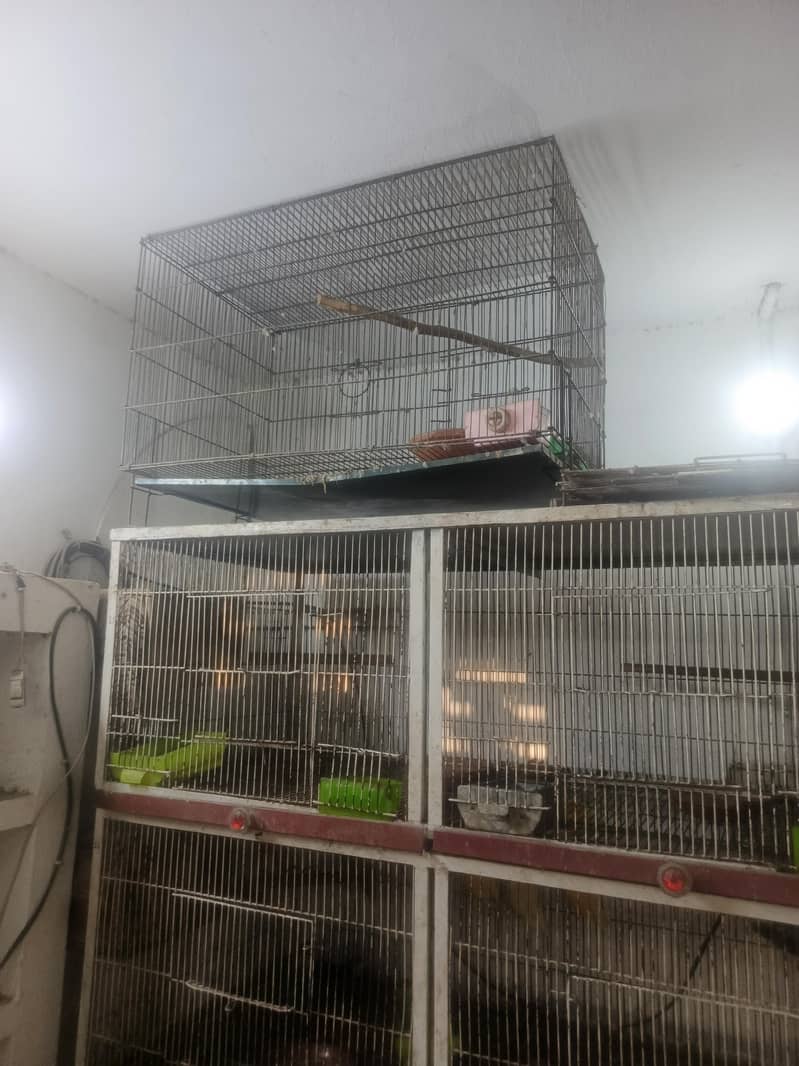 bird cage 7