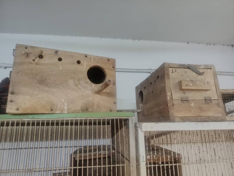 bird cage 8