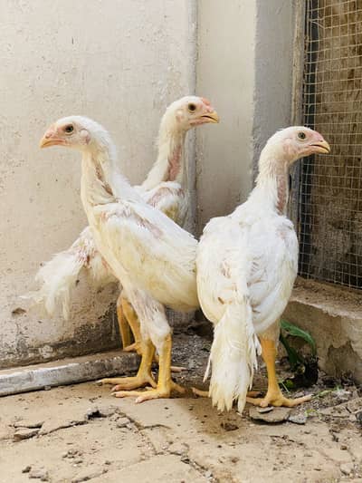 Top Quality White King O Shamo Chicks for Sale | White Oh Shamu Chicks
