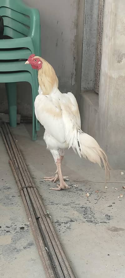 aseel heera urgent for sale