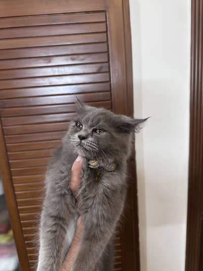 Fluffy Triple Coat Grey persion kitten for sale
