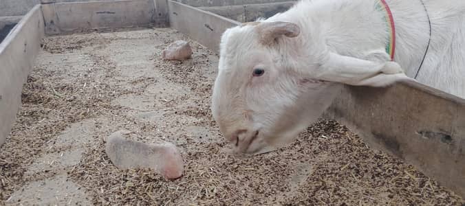 Gulabi Breeder Huge Size male