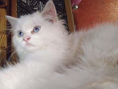 kitten person