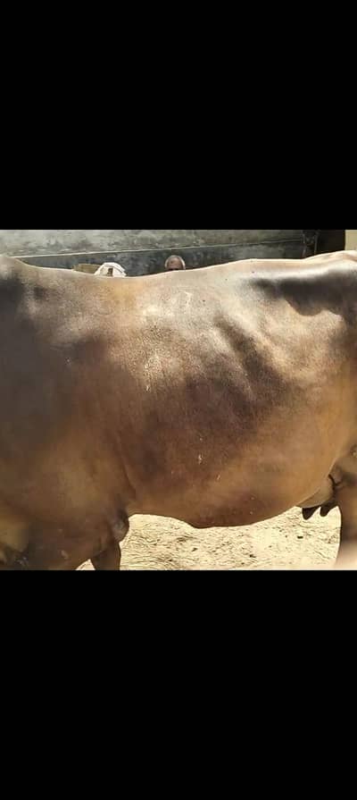for sale dasi cross cowدیسی کراس گائے