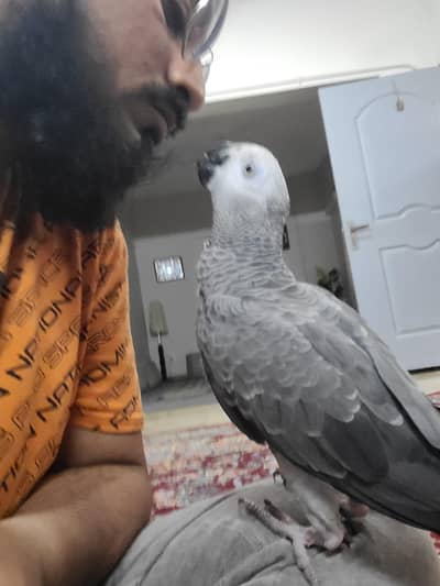 African Gray Parrot