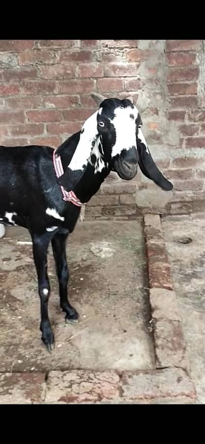 dasi bakri gaban path 03098289032