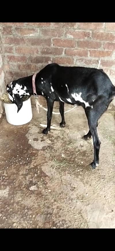 dasi bakri gaban path 03098289032