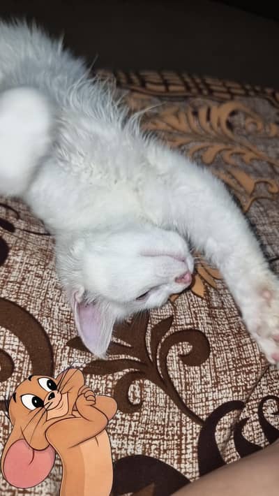 persian kitten hy 03206486299