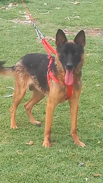 German shepherd male full  security dog for sale