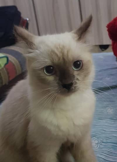 siamese kittens available for adoption