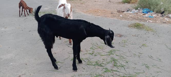 Bakra for sale