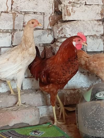 1  murga or 3 murgiya for sale