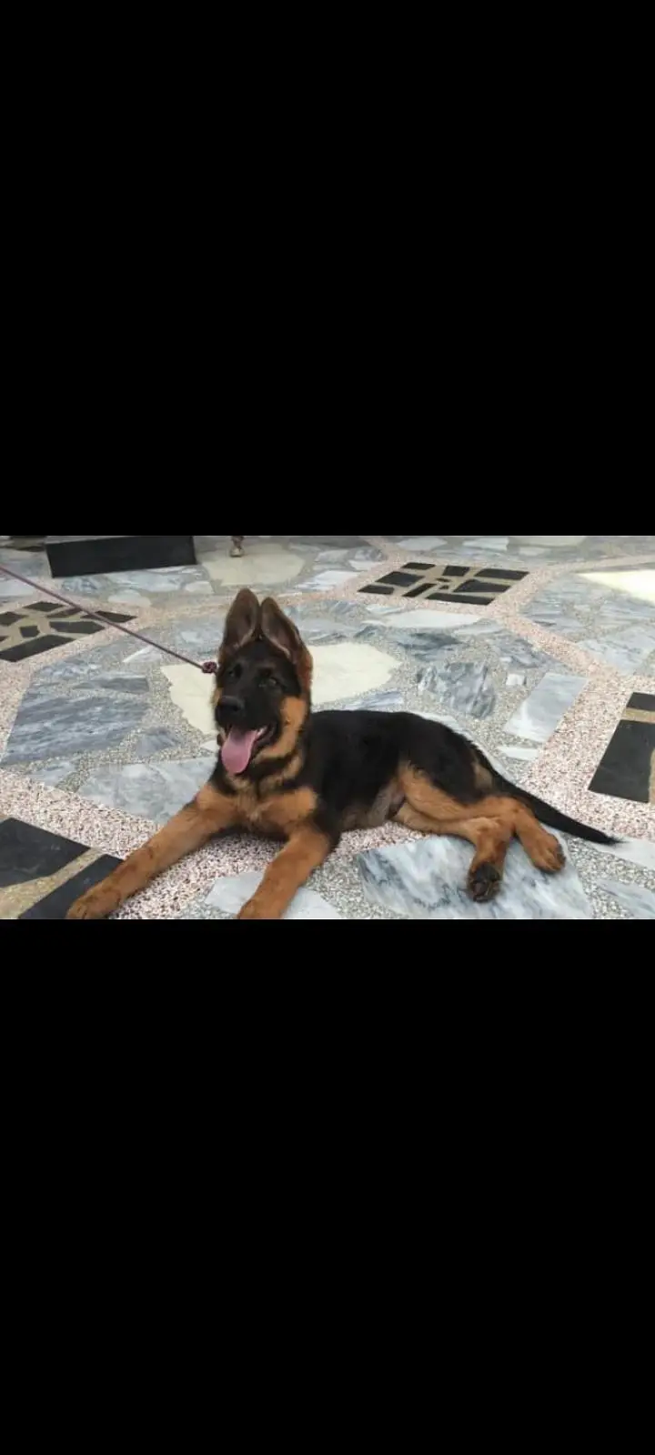 German shepherd puppy available for sale