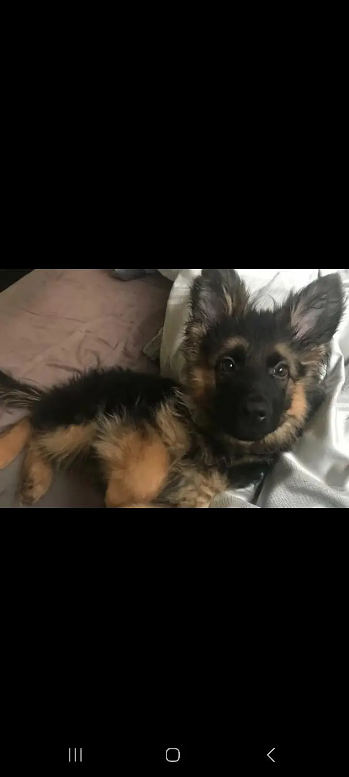 German shepherd puppy available for sale — photo 2