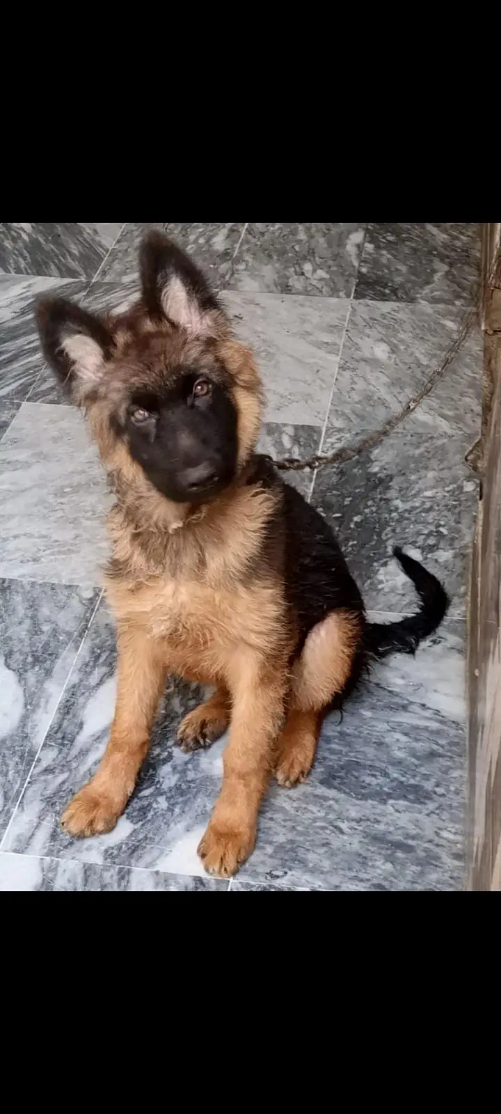 German shepherd puppy available for sale — photo 3