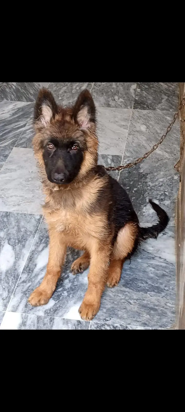 German shepherd puppy available for sale — photo 4