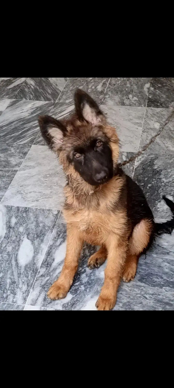 German shepherd puppy available for sale — photo 5