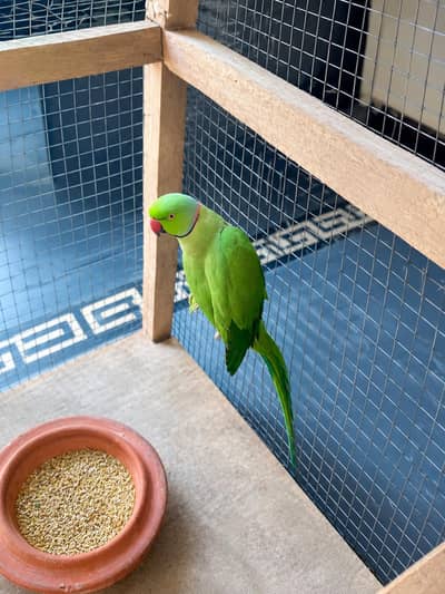 Green ringreck male parrot