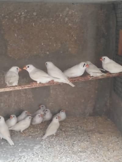Hogoromo / Snow White/Commen white/Orange breasted/Black breasted