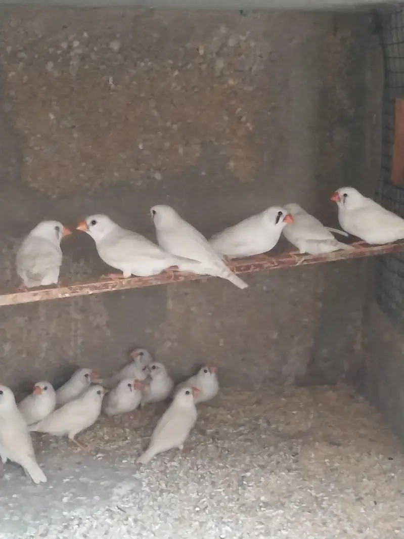 Hogoromo / Snow White/Commen white/Orange breasted/Black breasted