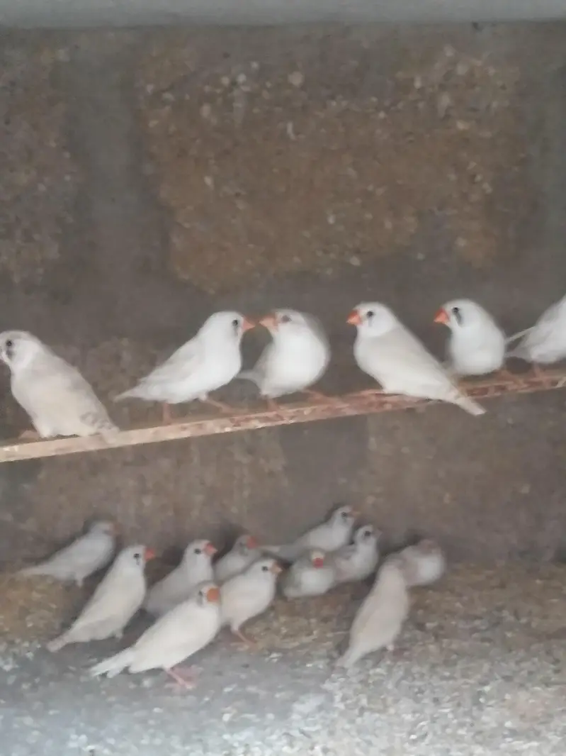 Hogoromo / Snow White/Commen white/Orange breasted/Black breasted — photo 2