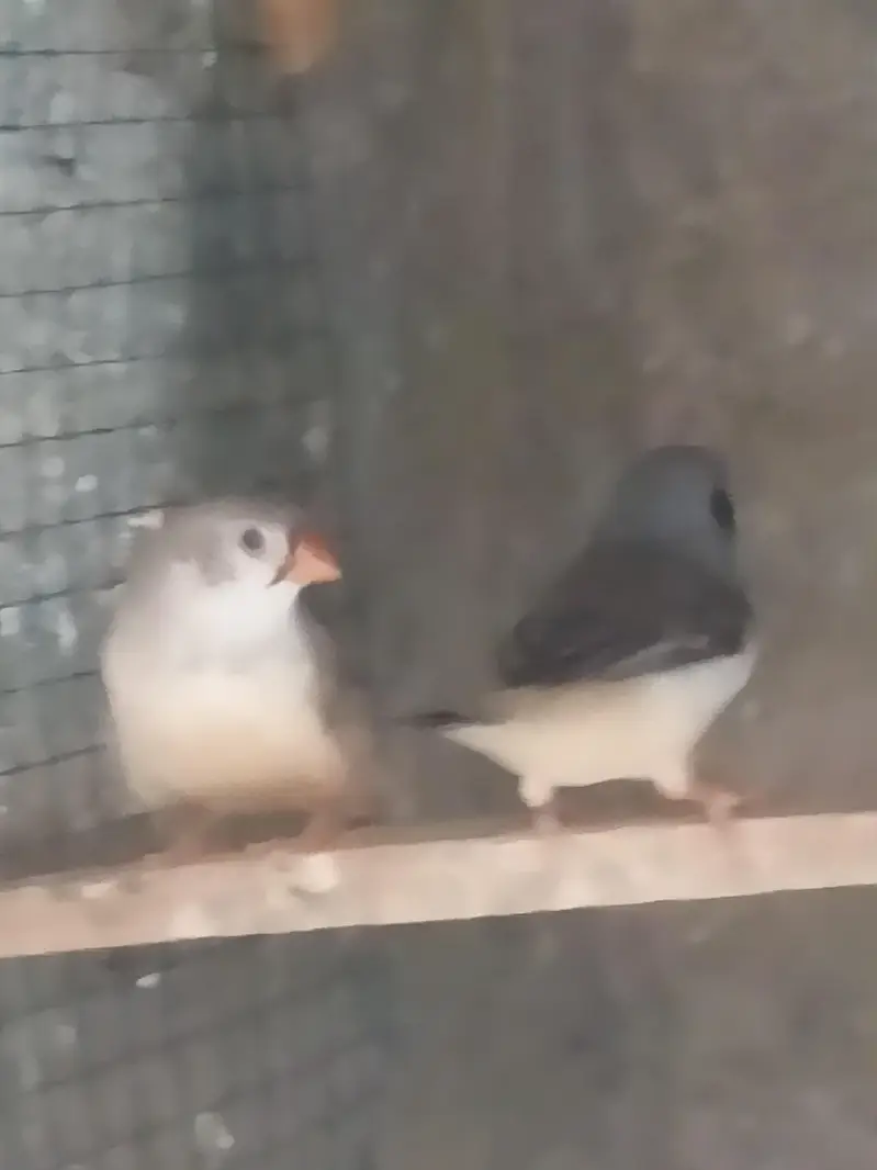 Hogoromo / Snow White/Commen white/Orange breasted/Black breasted — photo 4