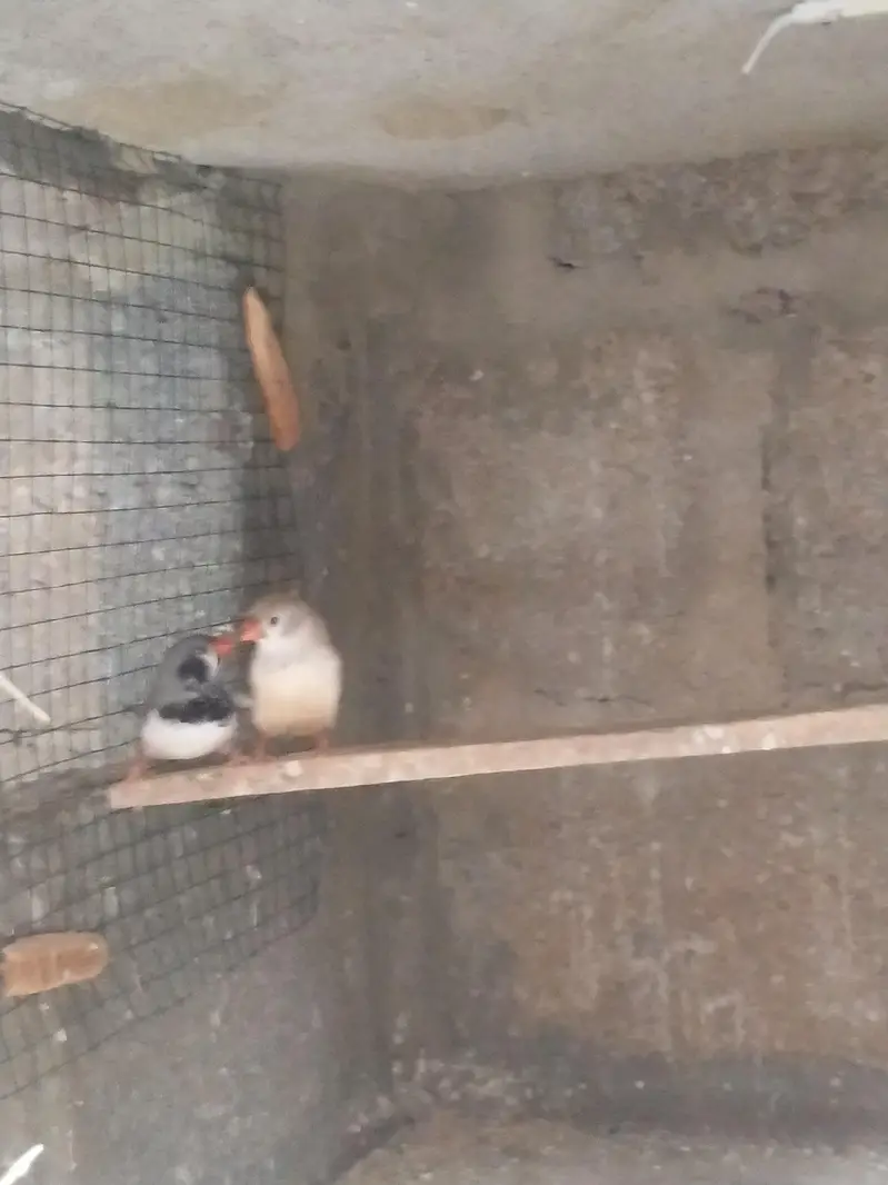Hogoromo / Snow White/Commen white/Orange breasted/Black breasted — photo 5