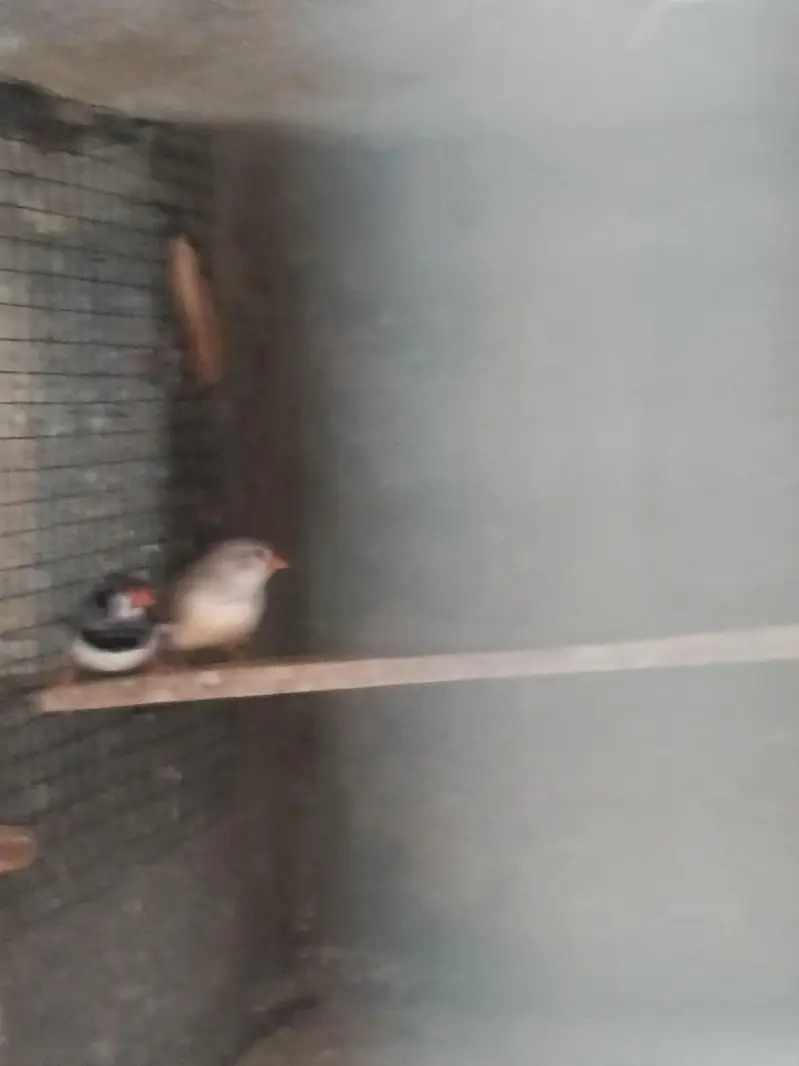 Hogoromo / Snow White/Commen white/Orange breasted/Black breasted — photo 6
