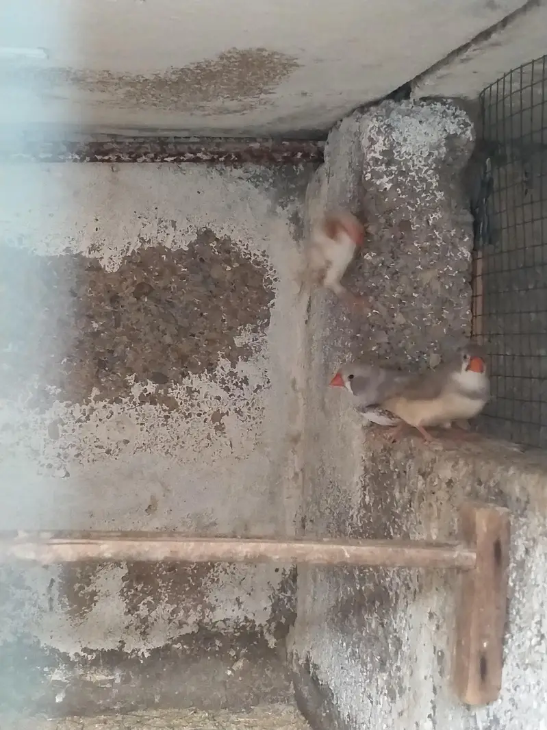 Hogoromo / Snow White/Commen white/Orange breasted/Black breasted — photo 8